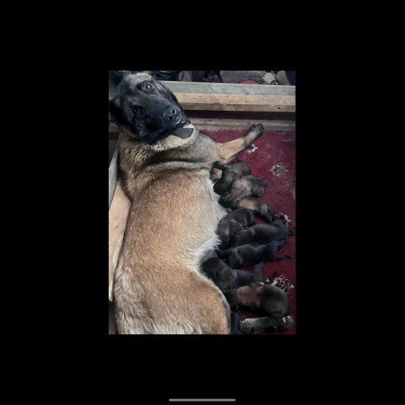 Belgian Shepherd Dog (Groenendael) - Both