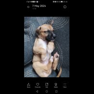Belgian Shepherd Dog (Groenendael) - Both