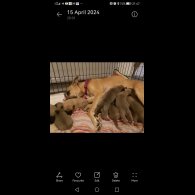 Belgian Shepherd Dog (Groenendael) - Both