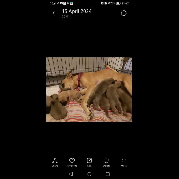 Belgian Shepherd Dog (Groenendael) - Both