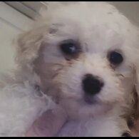 Bichon Frise - Bitches