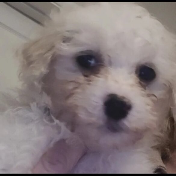 Bichon Frise - Bitches