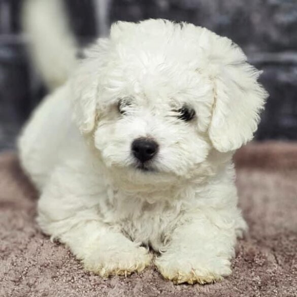 Bichon Frise - Bitches