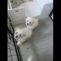 Bichon Frise - Bitches