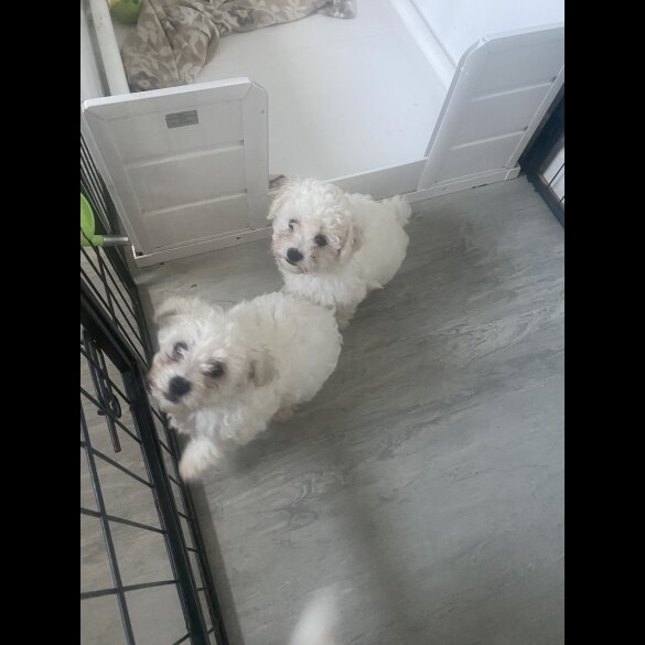 Bichon Frise - Bitches