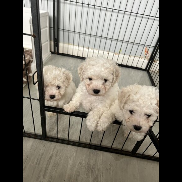Bichon Frise - Bitches