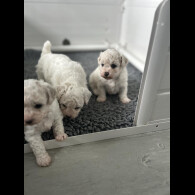 Bichon Frise - Bitches