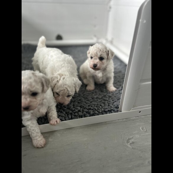 Bichon Frise - Bitches