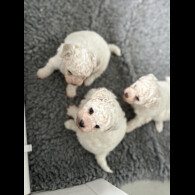 Bichon Frise - Bitches
