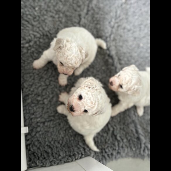 Bichon Frise - Bitches