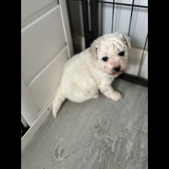 Bichon Frise - Bitches