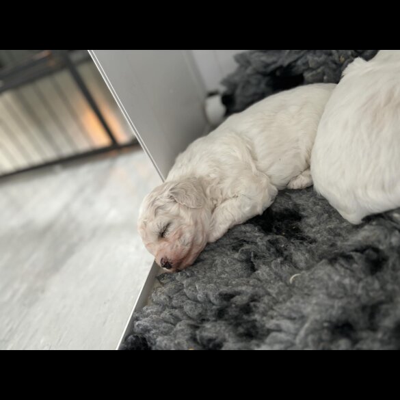 Bichon Frise - Bitches