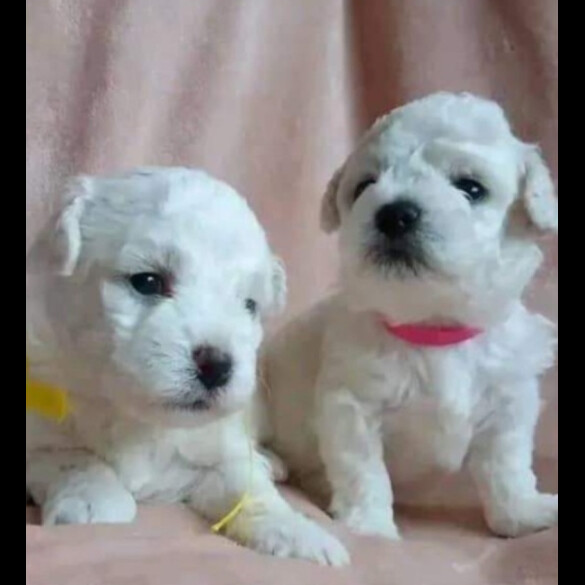 Bichon Frise - Bitches