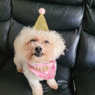 Bichon Frise - Bitches