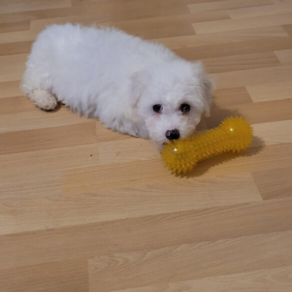 Bichon Frise - Bitches