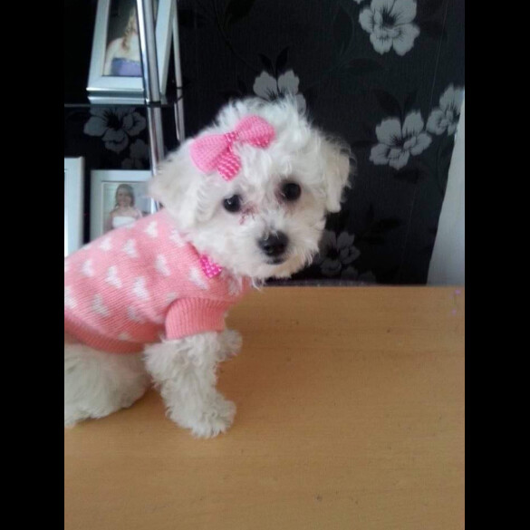 Bichon Frise - Bitches