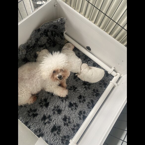 Bichon Frise - Bitches