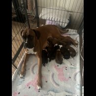 Boxer - Both
