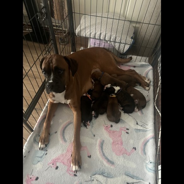 Boxer - Both