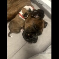Boxer - Both