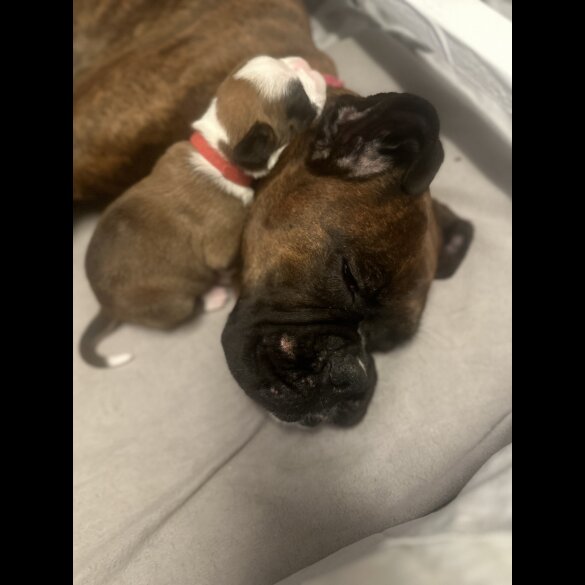 Boxer - Both
