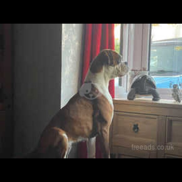 Boxer - Both