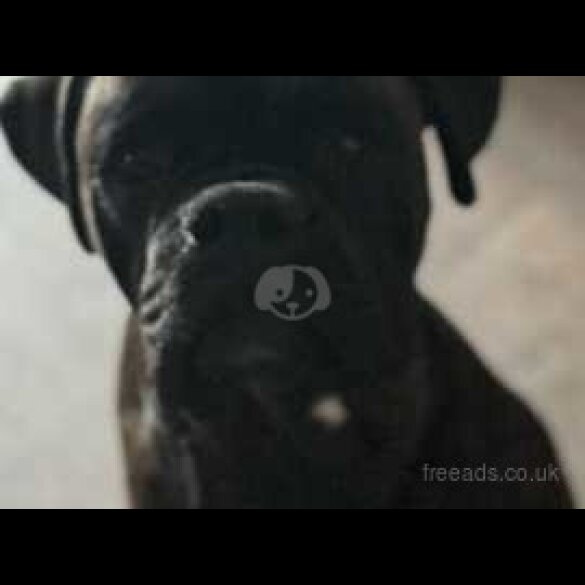 Boxer - Both
