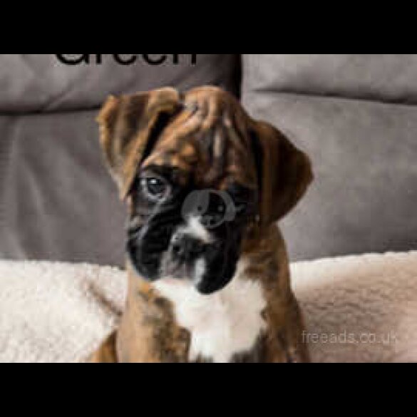 Boxer - Both