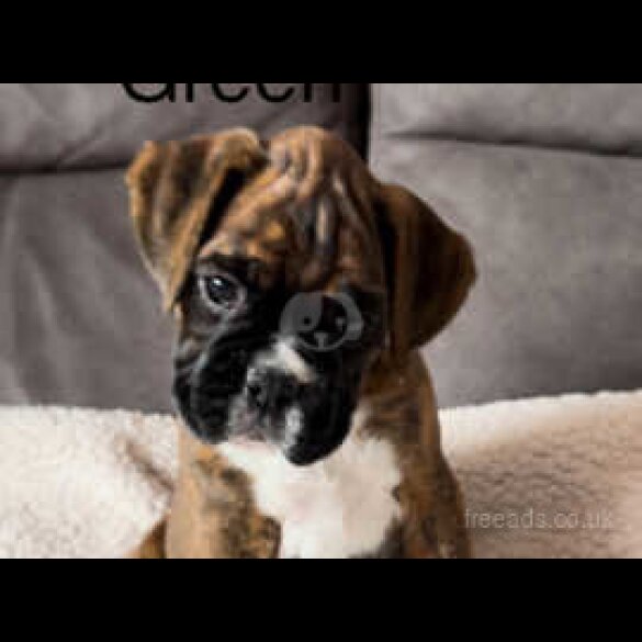Boxer - Both