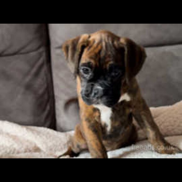 Boxer - Both
