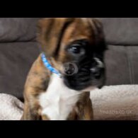 Boxer - Both