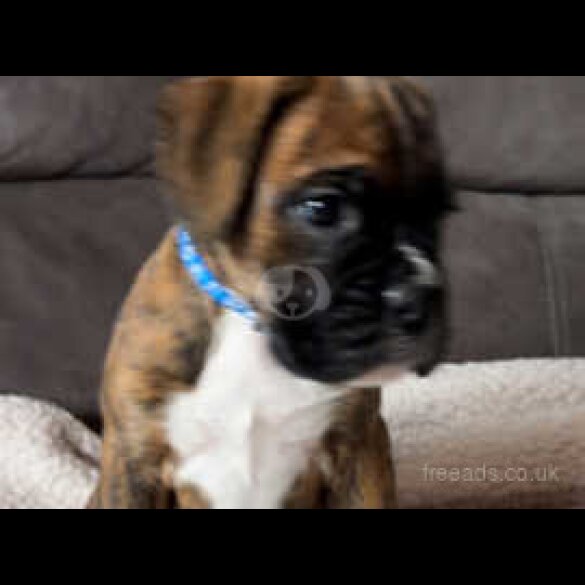 Boxer - Both