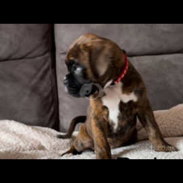 Boxer - Both