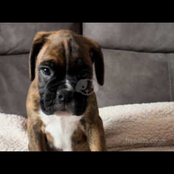 Boxer - Both