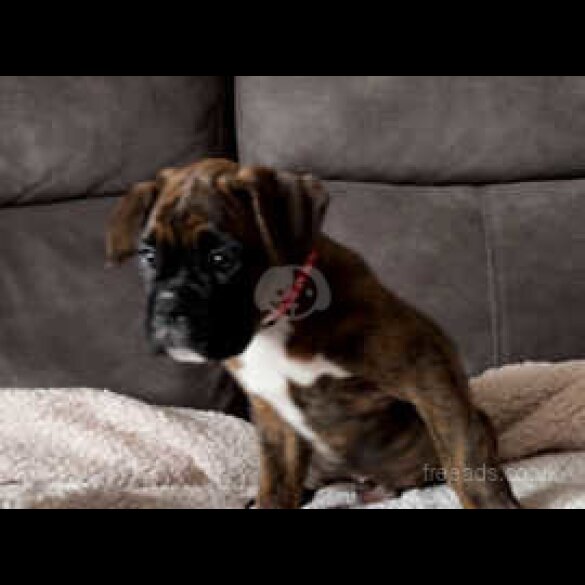 Boxer - Both