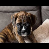 Boxer - Both
