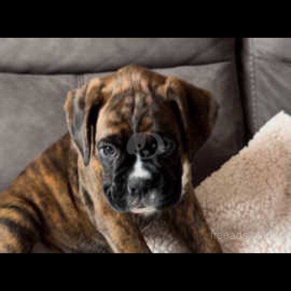 Boxer - Both