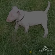 Bull Terrier - Both