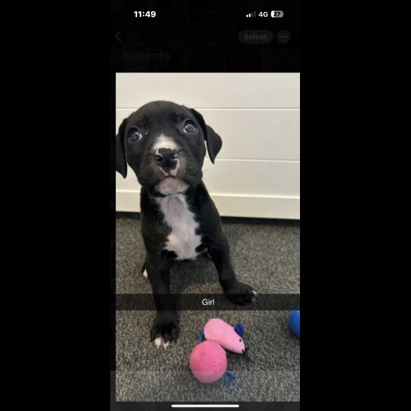 Cane Corso - Both