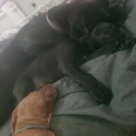 Cane Corso - Dogs
