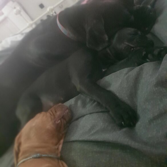 Cane Corso - Dogs