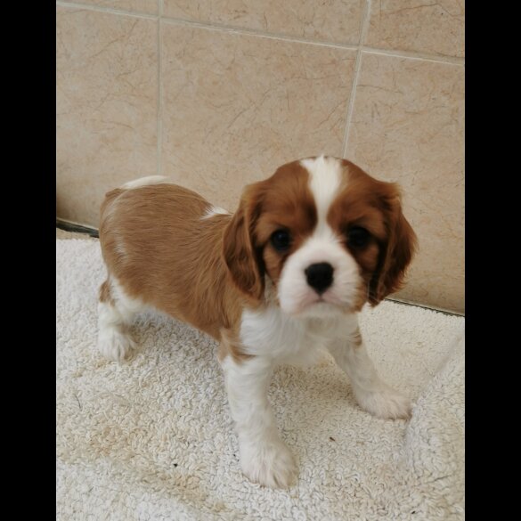 Cavalier King Charles Spaniel - Both