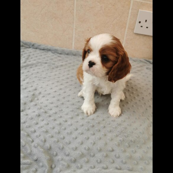 Cavalier King Charles Spaniel - Both