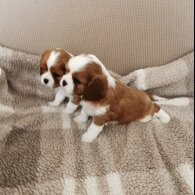 Cavalier King Charles Spaniel - Both