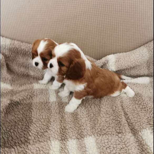 Cavalier King Charles Spaniel - Both