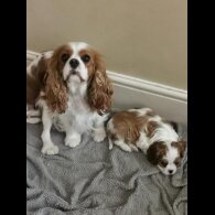 Cavalier King Charles Spaniel - Both