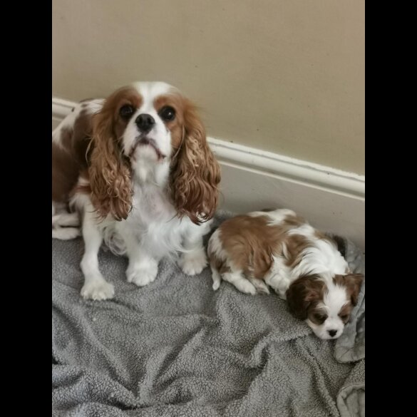 Cavalier King Charles Spaniel - Both