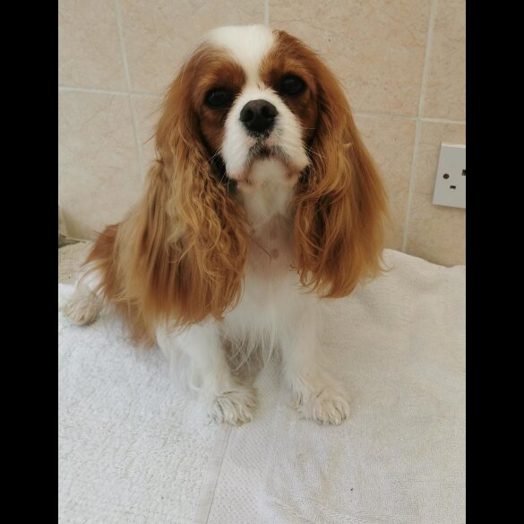 Cavalier King Charles Spaniel - Both
