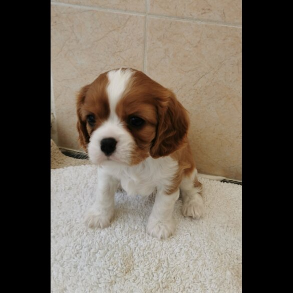 Cavalier King Charles Spaniel - Both