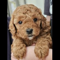 Cavapoo - Both